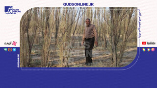 فیلم | راننده کامیونی که با همت بلندش ۸۵ هکتار شوره‌زار را درخت‌کاری کرد!