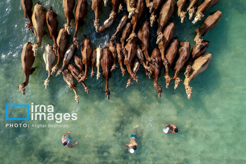 روستای «سهیلی» جزیره قشم ثبت جهانی شد