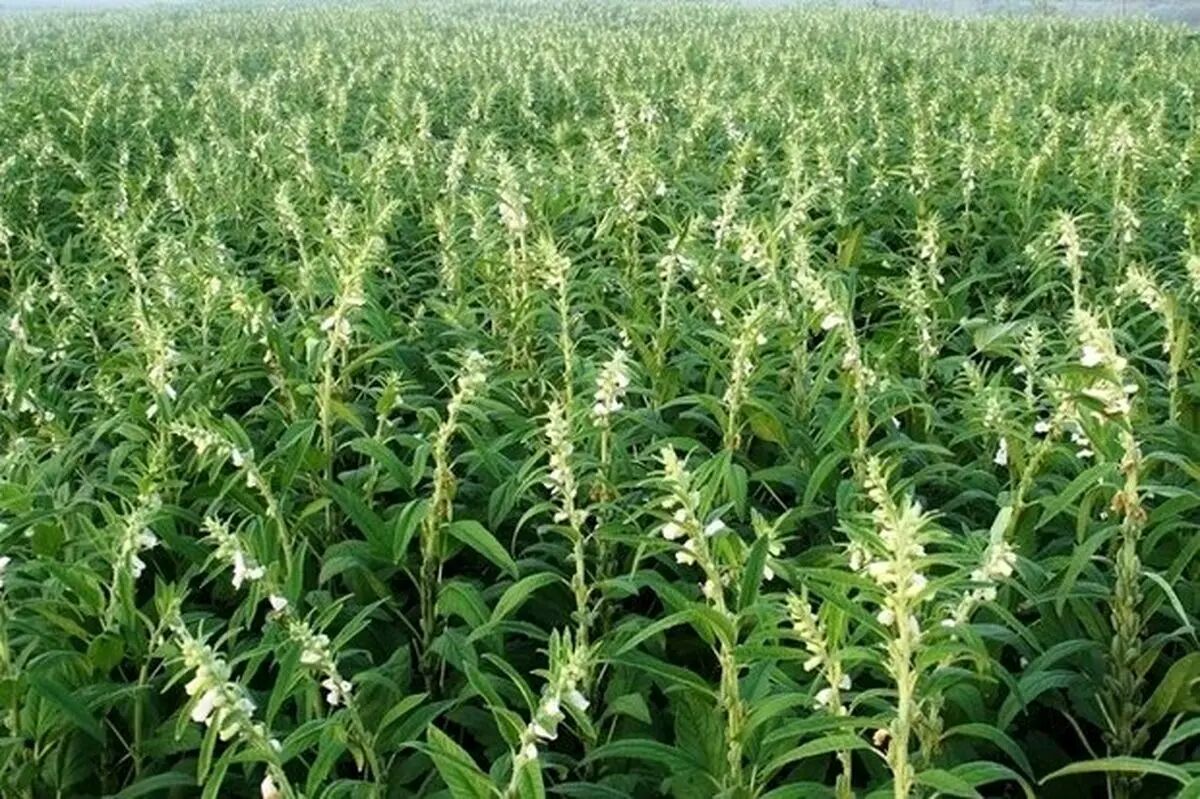 برای تولید و فروش کنجد کرمان برنامه ریزی شود