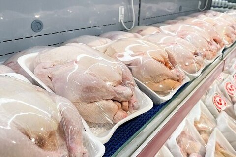 عرضه مرغ A و A پلاس در گیلان ممنوع شد