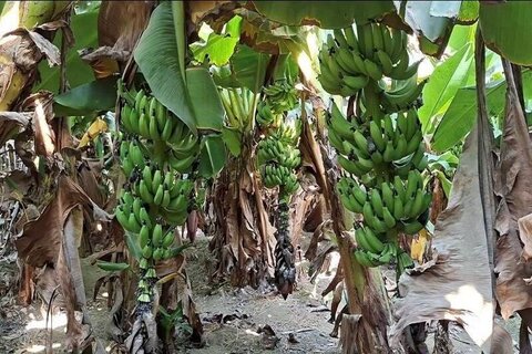 تبدیل تهدید به فرصت با بازیافت ضایعات موز در شهرستان زرآباد