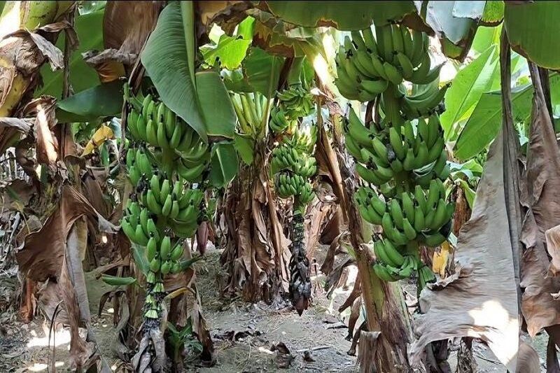 تبدیل تهدید به فرصت با بازیافت ضایعات موز در شهرستان زرآباد