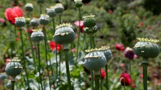 هیچ مجوزی برای کشت خشخاش صادر نمی‌شود