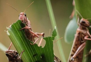 تهدید اکوسیستم زاگرس با هجوم آفت ملخ بال‌کوتاه