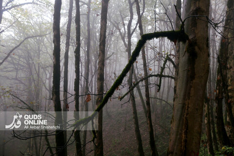 گزارش تصویری | طبیعت زیبای پاییزی جاده اسالم به خلخال