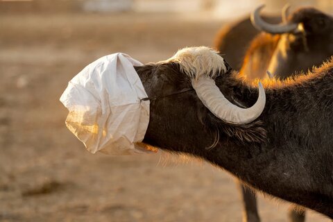 بحران شور شدن آب کشاورزی در جنوب عراق