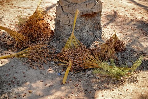 بحران شور شدن آب کشاورزی در جنوب عراق