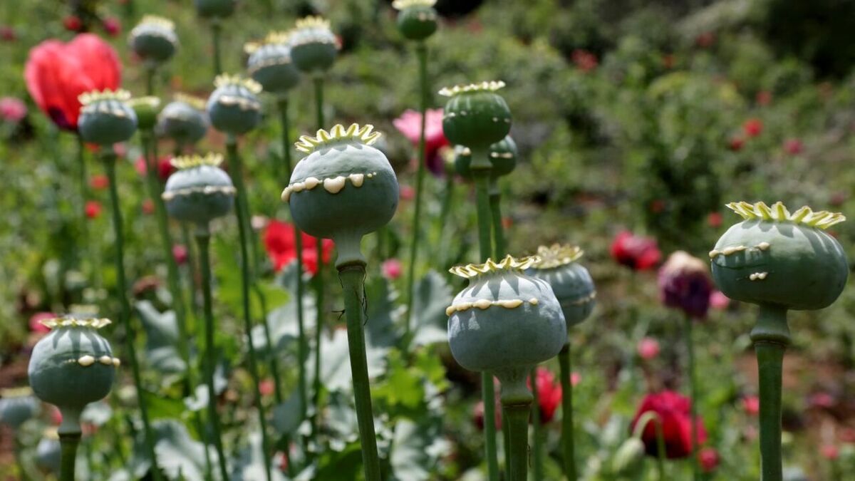 هیچ مجوزی برای کشت خشخاش صادر نمی‌شود