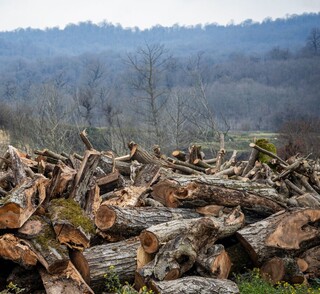 نفس جنگل‌ها به شماره افتاد