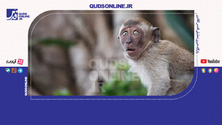 فیلم | واژگونی کامیون حامل میمون‌های آلوده به ویروس خطرناک در آمریکا