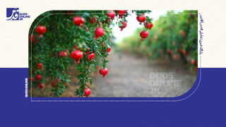 فیلم | بهترین و خوشمزه‌ترین انارهای ایران کجاست؟