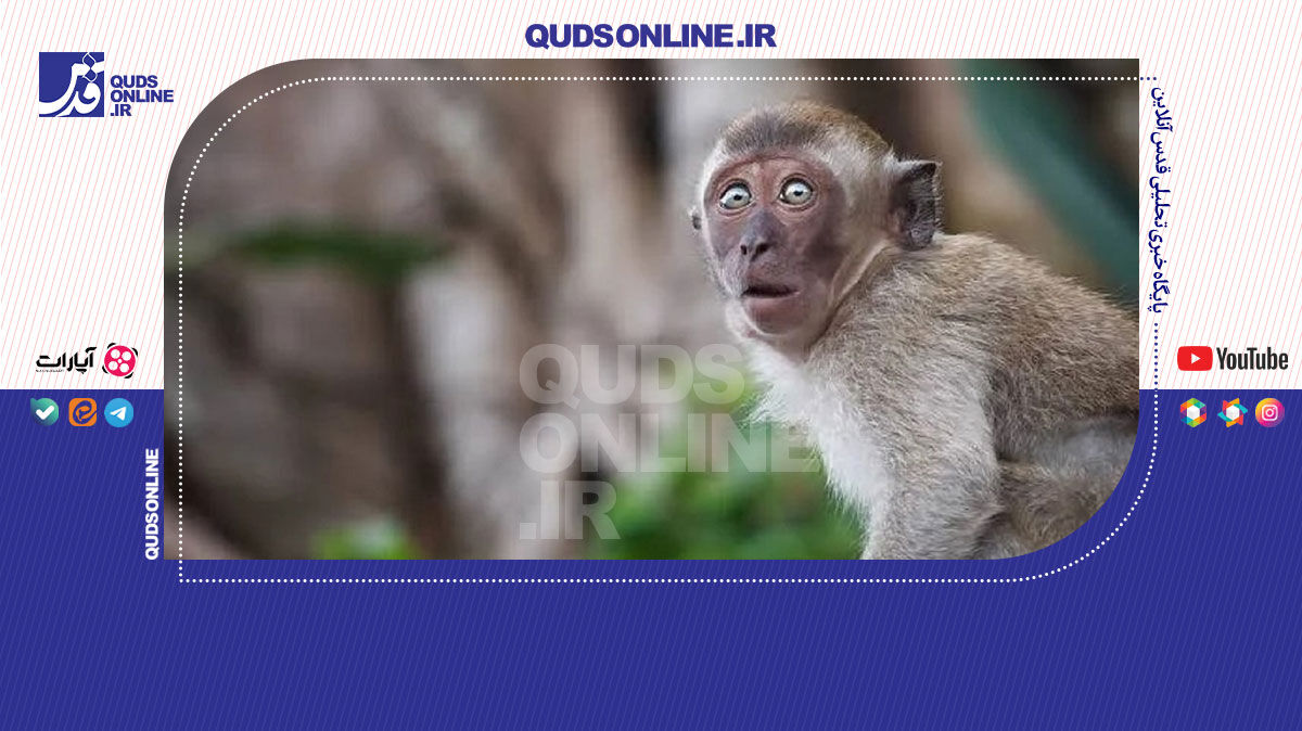 فیلم | واژگونی کامیون حامل میمون‌های آلوده به ویروس خطرناک در آمریکا