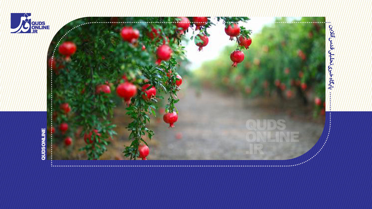 فیلم | بهترین و خوشمزه‌ترین انارهای ایران کجاست؟