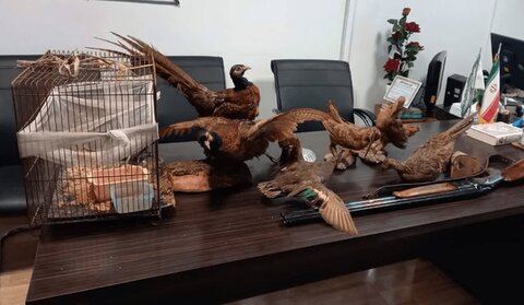 کشف تعدادی پرنده زنده و تاکسیدرمی شده در آستارا