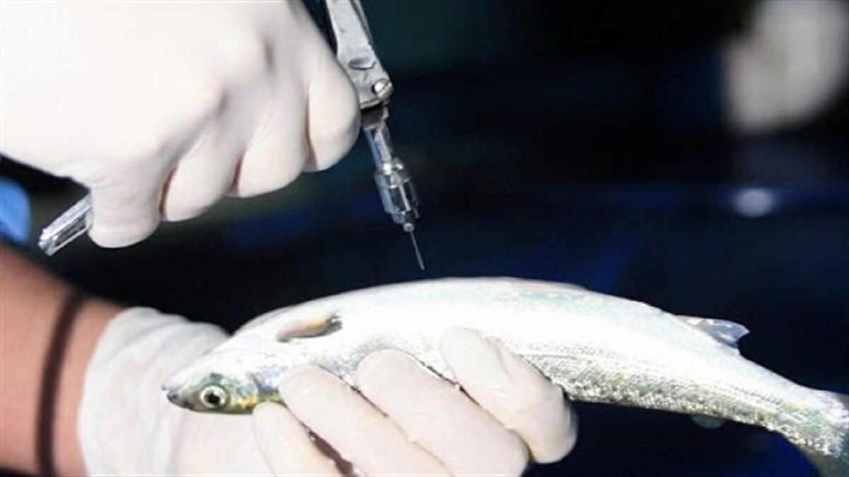 واکسیناسیون آبزیان الزامی شد