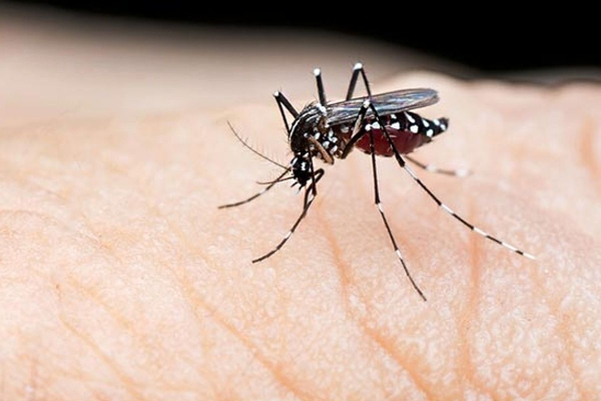 نتایج آخرین تلاش‌ها برای ساخت «واکسن سالک»