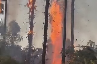 ۷ درخت نخل تزئینی در چشمه بلقیس چرام طعمه حریق شد