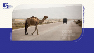 فیلم | خطر شترهای سرگردان در جاده