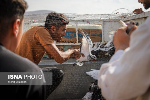 بازار پرنده‌فروش‌های بجنورد