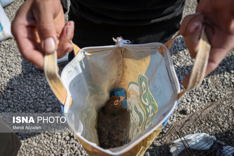 بازار پرنده‌فروش‌های بجنورد