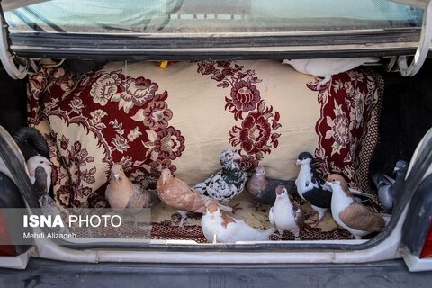 بازار پرنده‌فروش‌های بجنورد