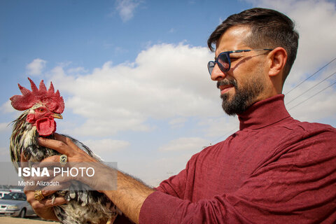 بازار پرنده‌فروش‌های بجنورد