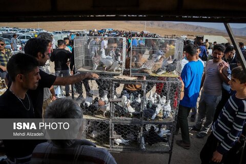 بازار پرنده‌فروش‌های بجنورد