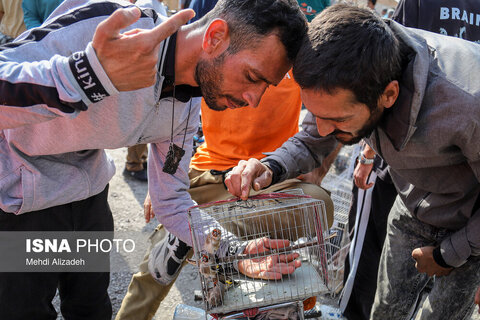 بازار پرنده‌فروش‌های بجنورد