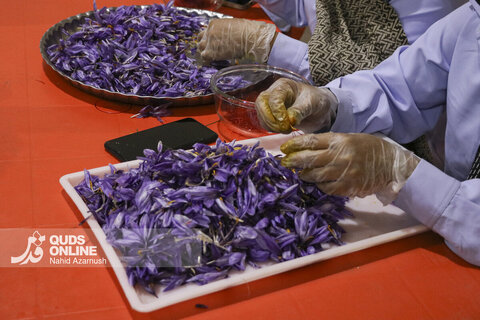 گزارش تصویری | برداشت "طلای سرخ" در مزارع زاوه