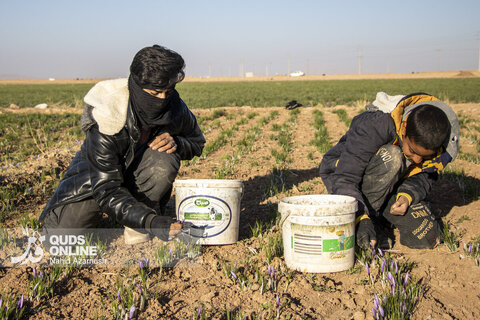 گزارش تصویری | برداشت "طلای سرخ" در مزارع زاوه