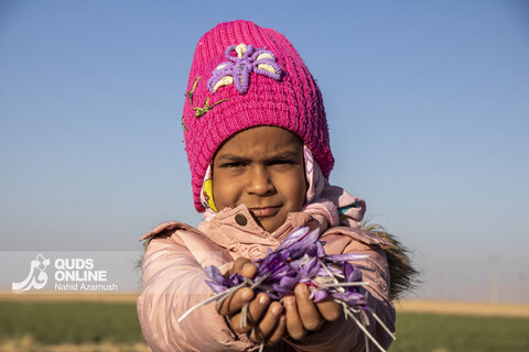 گزارش تصویری | برداشت "طلای سرخ" در مزارع زاوه