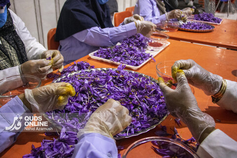 گزارش تصویری | برداشت "طلای سرخ" در مزارع زاوه