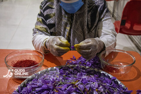 گزارش تصویری | برداشت "طلای سرخ" در مزارع زاوه