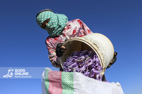 گزارش تصویری | برداشت "طلای سرخ" در مزارع زاوه