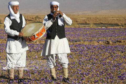 گزارش تصویری | برداشت "طلای سرخ" در مزارع زاوه