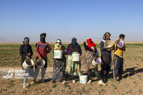 گزارش تصویری | برداشت "طلای سرخ" در مزارع زاوه