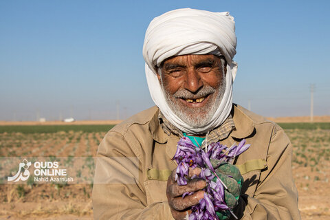 گزارش تصویری | برداشت "طلای سرخ" در مزارع زاوه