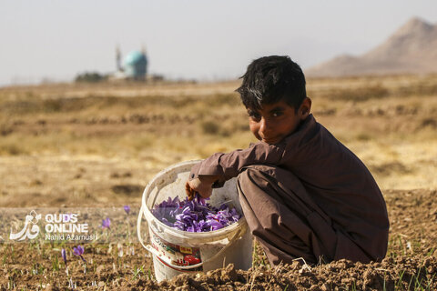 گزارش تصویری | برداشت "طلای سرخ" در مزارع زاوه