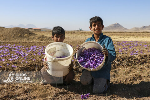 گزارش تصویری | برداشت "طلای سرخ" در مزارع زاوه