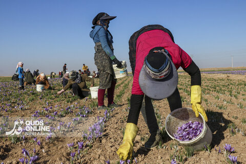 گزارش تصویری | برداشت "طلای سرخ" در مزارع زاوه
