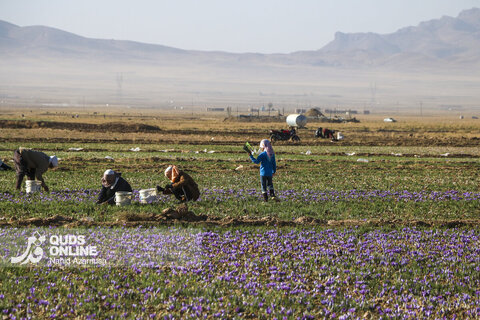 گزارش تصویری | برداشت "طلای سرخ" در مزارع زاوه