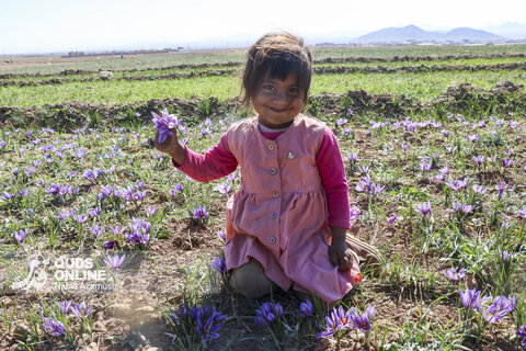گزارش تصویری | برداشت "طلای سرخ" در مزارع زاوه