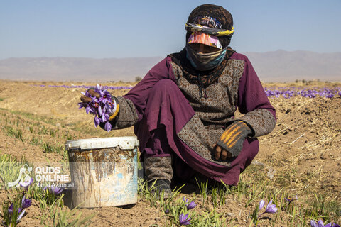 گزارش تصویری | برداشت "طلای سرخ" در مزارع زاوه