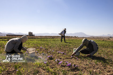 گزارش تصویری | برداشت "طلای سرخ" در مزارع زاوه