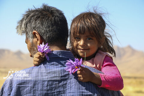 گزارش تصویری | برداشت "طلای سرخ" در مزارع زاوه