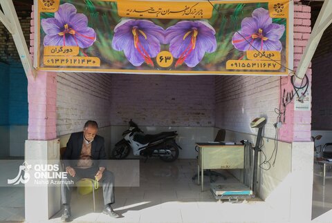 گزارش تصویری | برداشت "طلای سرخ" در مزارع زاوه