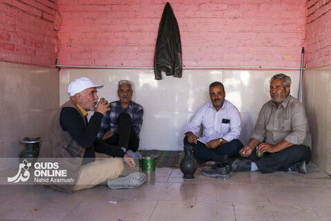 گزارش تصویری | برداشت "طلای سرخ" در مزارع زاوه