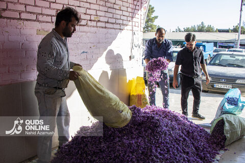 گزارش تصویری | برداشت "طلای سرخ" در مزارع زاوه