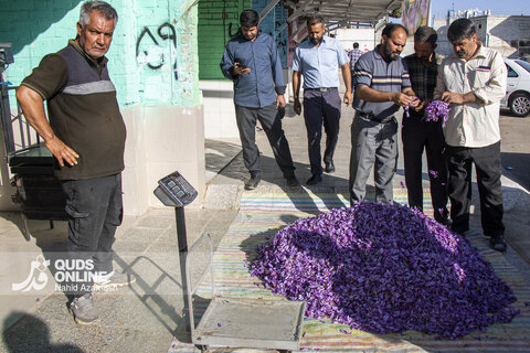 گزارش تصویری | برداشت "طلای سرخ" در مزارع زاوه