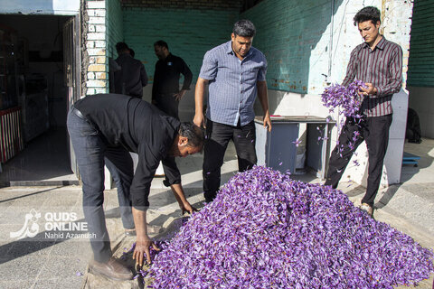 گزارش تصویری | برداشت "طلای سرخ" در مزارع زاوه